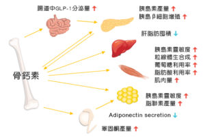 骨鈣素